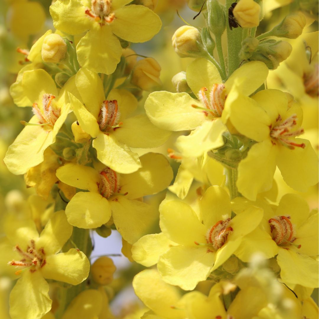 stile skincare.fiori di verbasco, colore giallo. attivo cosmetico contenuto dell'illuminatig face cream stile skincare